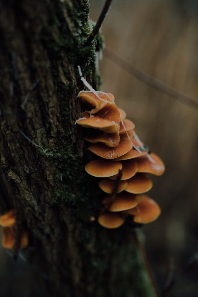 Brown Mushrooms on Tree Trunk